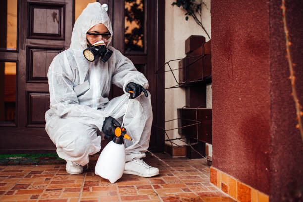 Attic and Crawl Space Rodent Treatment in Bainbridge