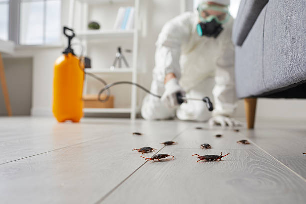 Commercial Rodent Management in Bainbridge